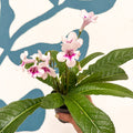 Streptocarpus ionantha 'Beverley' - Welsh Grown - Sprouts of Bristol