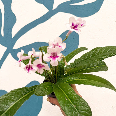 Streptocarpus ionantha 'Beverley' - Welsh Grown - Sprouts of Bristol