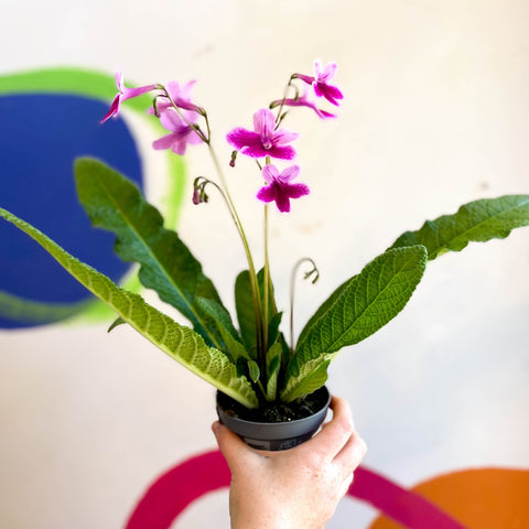 Streptocarpus ionantha 'Caitlin' - Welsh Grown - Sprouts of Bristol