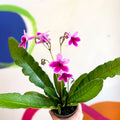 Streptocarpus ionantha 'Caitlin' - Welsh Grown - Sprouts of Bristol