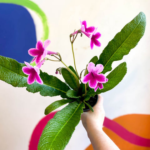 Streptocarpus ionantha 'Caitlin' - Welsh Grown - Sprouts of Bristol