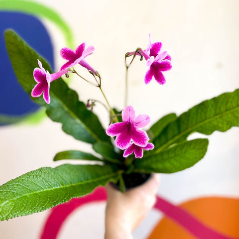 Streptocarpus ionantha 'Caitlin' - Welsh Grown - Sprouts of Bristol
