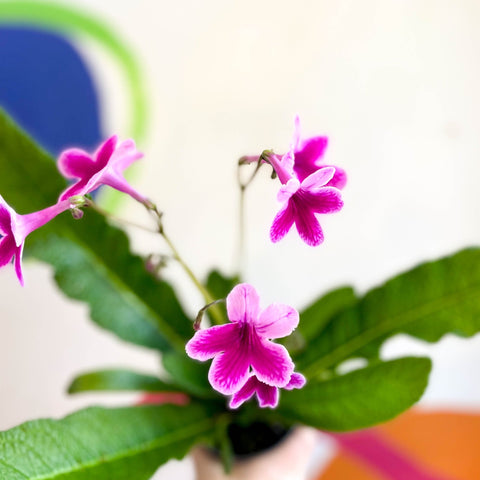 Streptocarpus ionantha 'Caitlin' - Welsh Grown - Sprouts of Bristol