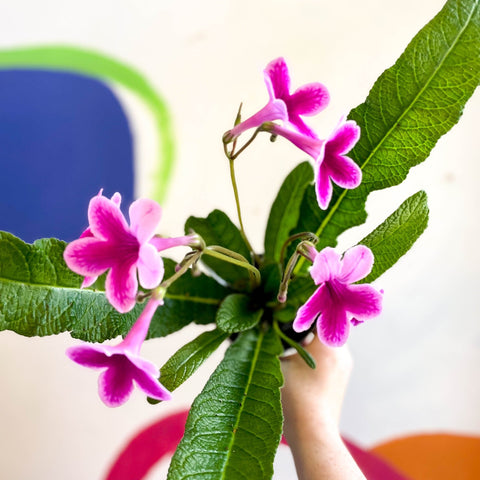Streptocarpus ionantha 'Caitlin' - Welsh Grown - Sprouts of Bristol