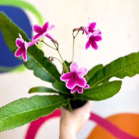 Streptocarpus ionantha 'Caitlin' - Welsh Grown - Sprouts of Bristol