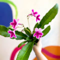 Streptocarpus ionantha 'Caitlin' - Welsh Grown - Sprouts of Bristol