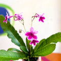 Streptocarpus ionantha 'Caitlin' - Welsh Grown - Sprouts of Bristol