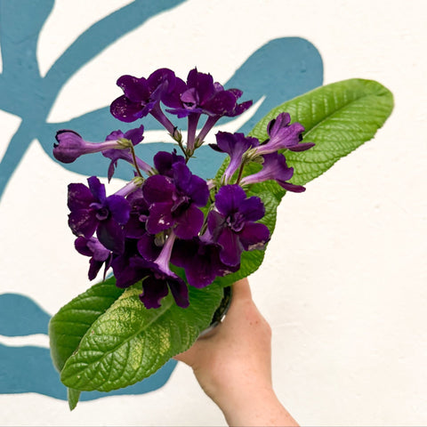 Streptocarpus ionantha 'Camilla' - Welsh Grown - Sprouts of Bristol