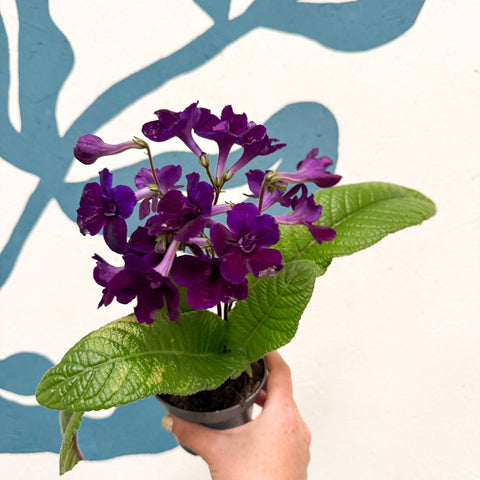 Streptocarpus ionantha 'Camilla' - Welsh Grown - Sprouts of Bristol
