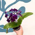 Streptocarpus ionantha 'Camilla' - Welsh Grown - Sprouts of Bristol