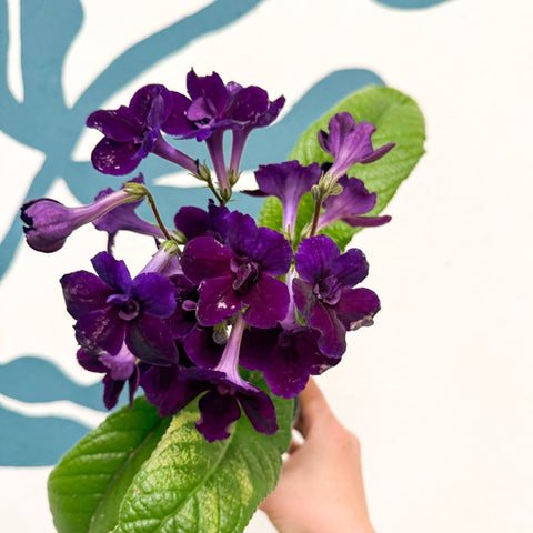 Streptocarpus ionantha 'Camilla' - Welsh Grown - Sprouts of Bristol