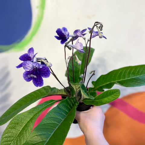 Streptocarpus ionantha 'Denim' - Welsh Grown - Sprouts of Bristol