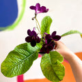 Streptocarpus ionantha 'Dibley's Patricia' - Welsh Grown - Sprouts of Bristol