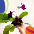 Streptocarpus ionantha 'Dibley's Patricia' - Welsh Grown - Sprouts of Bristol
