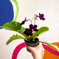 Streptocarpus ionantha 'Dibley's Patricia' - Welsh Grown - Sprouts of Bristol