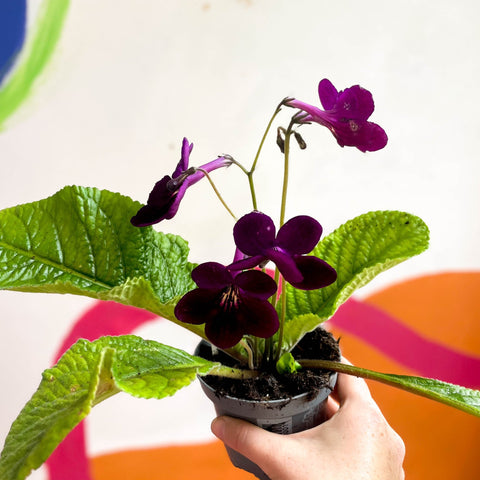 Streptocarpus ionantha 'Dibley's Patricia' - Welsh Grown - Sprouts of Bristol