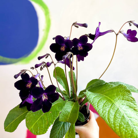 Streptocarpus ionantha 'Elsi' - Welsh Grown - Sprouts of Bristol