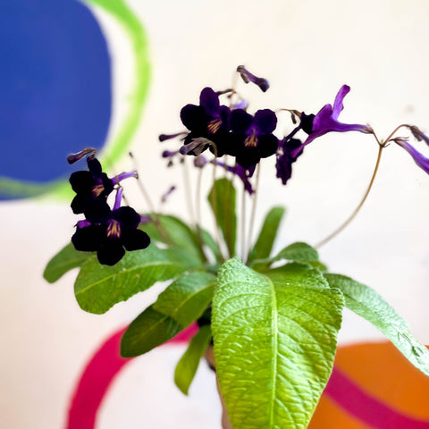 Streptocarpus ionantha 'Elsi' - Welsh Grown - Sprouts of Bristol