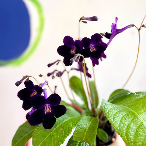 Streptocarpus ionantha 'Elsi' - Welsh Grown - Sprouts of Bristol