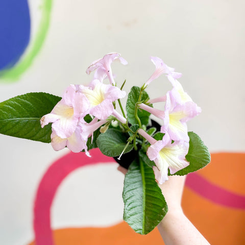 Streptocarpus ionantha 'Emily' - Welsh Grown - Sprouts of Bristol