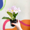 Streptocarpus ionantha 'Emily' - Welsh Grown - Sprouts of Bristol