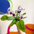 Streptocarpus ionantha 'Harlequin Lace' - Welsh Grown - Sprouts of Bristol