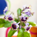 Streptocarpus ionantha 'Harlequin Lace' - Welsh Grown - Sprouts of Bristol