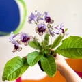 Streptocarpus ionantha 'Harlequin Lace' - Welsh Grown - Sprouts of Bristol