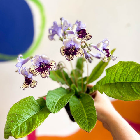 Streptocarpus ionantha 'Harlequin Lace' - Welsh Grown - Sprouts of Bristol