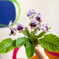 Streptocarpus ionantha 'Harlequin Lace' - Welsh Grown - Sprouts of Bristol
