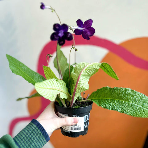 Streptocarpus ionantha 'Kim' - Welsh Grown - Sprouts of Bristol