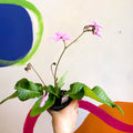 Streptocarpus ionantha 'Laura' - Welsh Grown - Sprouts of Bristol