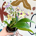 Streptocarpus ionantha 'Lemon Sorbet' - Welsh Grown - Sprouts of Bristol
