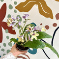 Streptocarpus ionantha 'Lemon Sorbet' - Welsh Grown - Sprouts of Bristol