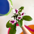Streptocarpus ionantha 'Lowri' - Welsh Grown - Sprouts of Bristol