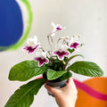 Streptocarpus ionantha 'Lowri' - Welsh Grown - Sprouts of Bristol