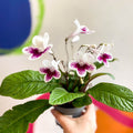 Streptocarpus ionantha 'Lowri' - Welsh Grown - Sprouts of Bristol