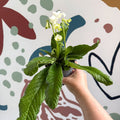 Streptocarpus ionantha 'Luna' - Welsh Grown - Sprouts of Bristol