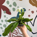 Streptocarpus ionantha 'Luna' - Welsh Grown - Sprouts of Bristol