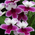 Streptocarpus ionantha 'Matilda' - Welsh Grown - Sprouts of Bristol