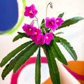 Streptocarpus ionantha 'Padarn' - Welsh Grown - Sprouts of Bristol