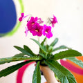 Streptocarpus ionantha 'Padarn' - Welsh Grown - Sprouts of Bristol