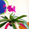 Streptocarpus ionantha 'Padarn' - Welsh Grown - Sprouts of Bristol