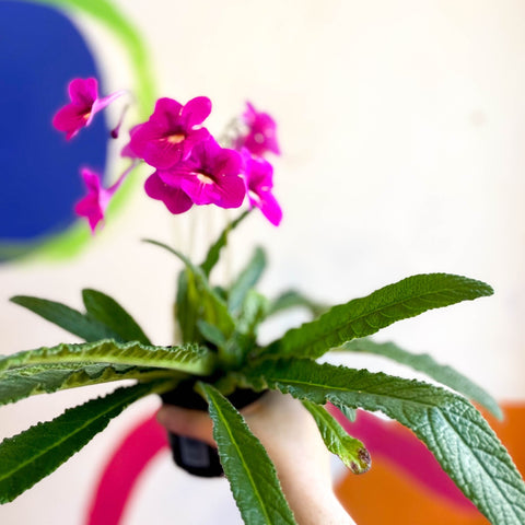 Streptocarpus ionantha 'Padarn' - Welsh Grown - Sprouts of Bristol