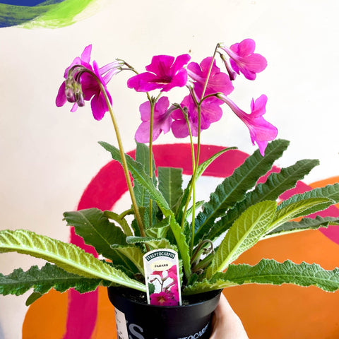 Streptocarpus ionantha 'Padarn' - Welsh Grown - Sprouts of Bristol