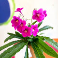Streptocarpus ionantha 'Padarn' - Welsh Grown - Sprouts of Bristol