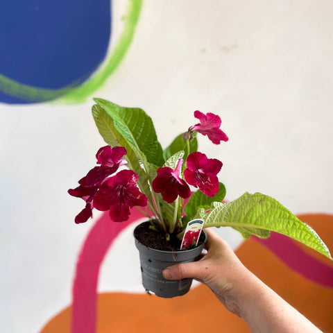Streptocarpus ionantha 'Rubina' - Welsh Grown - Sprouts of Bristol