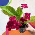 Streptocarpus ionantha 'Rubina' - Welsh Grown - Sprouts of Bristol