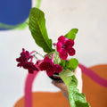 Streptocarpus ionantha 'Rubina' - Welsh Grown - Sprouts of Bristol