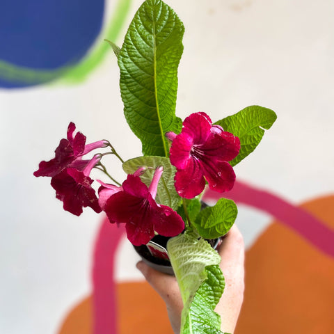 Streptocarpus ionantha 'Rubina' - Welsh Grown - Sprouts of Bristol